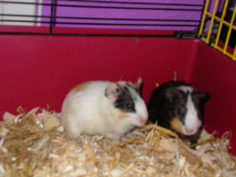 Ton en Nick