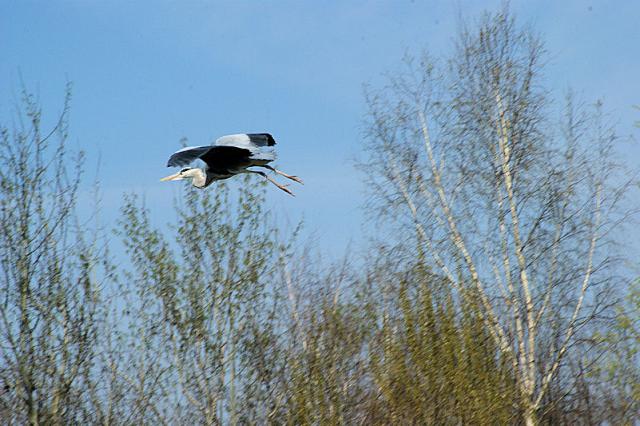 blauwe reiger.jpg